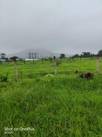 Agricultural Land with small farm house built &electricity and water equipped : Image 5